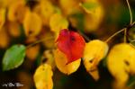 Birnenblätter im Herbst