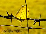 Buchenblatt am Stacheldraht