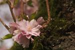 Kirschblüte im Schlosspark Schwetzingen