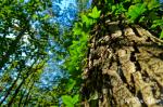Efeu Baum