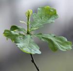 Frühling im Januar