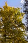 Gingko1