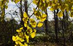 Gingko2