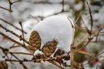 Lärchenzapfen im Winter