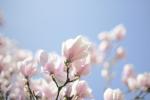 Magnolie dreamy -nicht beschnitten-