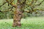 Füssen - OGau Bleckenau Baum 2