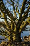 Baum in der Abendsonne