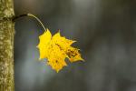 Herbstblatt