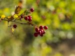 Herbstfrüchte