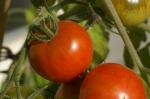 Solanum lycopersicum
