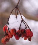 Beeren im Winter 2010