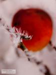 Frozen Moments - Red Apple