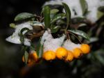 Orangefarbene Beeren im Schnee