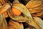 physalis