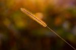 Herbstfarben