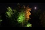 Illumina 2009 - Bambus und Mond