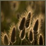 Bunny Tails