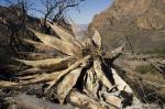 Dead Agave