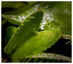 Venusfalle