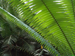 Palmfarn