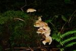 unbekannter Pilz 02