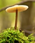 Pilz Nr. 3