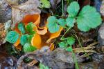 Pilz orange 2