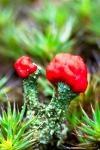 Cladonia