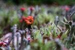 Cladonia