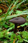 Dark Mushroom