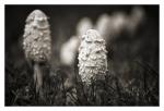 B&W Mushrooms
