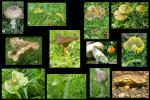 Pilz-Collage