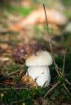 Steinpilz 1