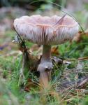 Pilz