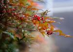 Winterstimmung in Japan