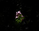 Rhododendron