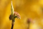 Frühling im Anmarsch