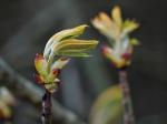 Gemeine Rosskastanien-Blüte-1