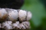 Muscheln 2