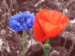 Kornblume und Mohn