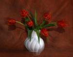 Tulpe