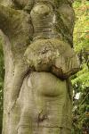 "Baum-Hermaphrodit"