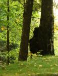 Baum mit Rucksack oder ein Gorilla schaut aus dem Baum...