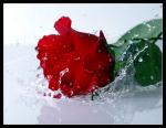 Splash