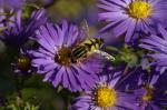 Herbstblume auf der BuGa